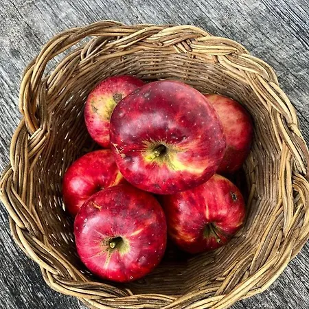 On The Organic Farm *